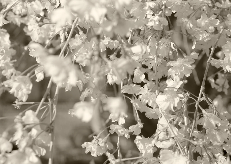 No Focus Flowers