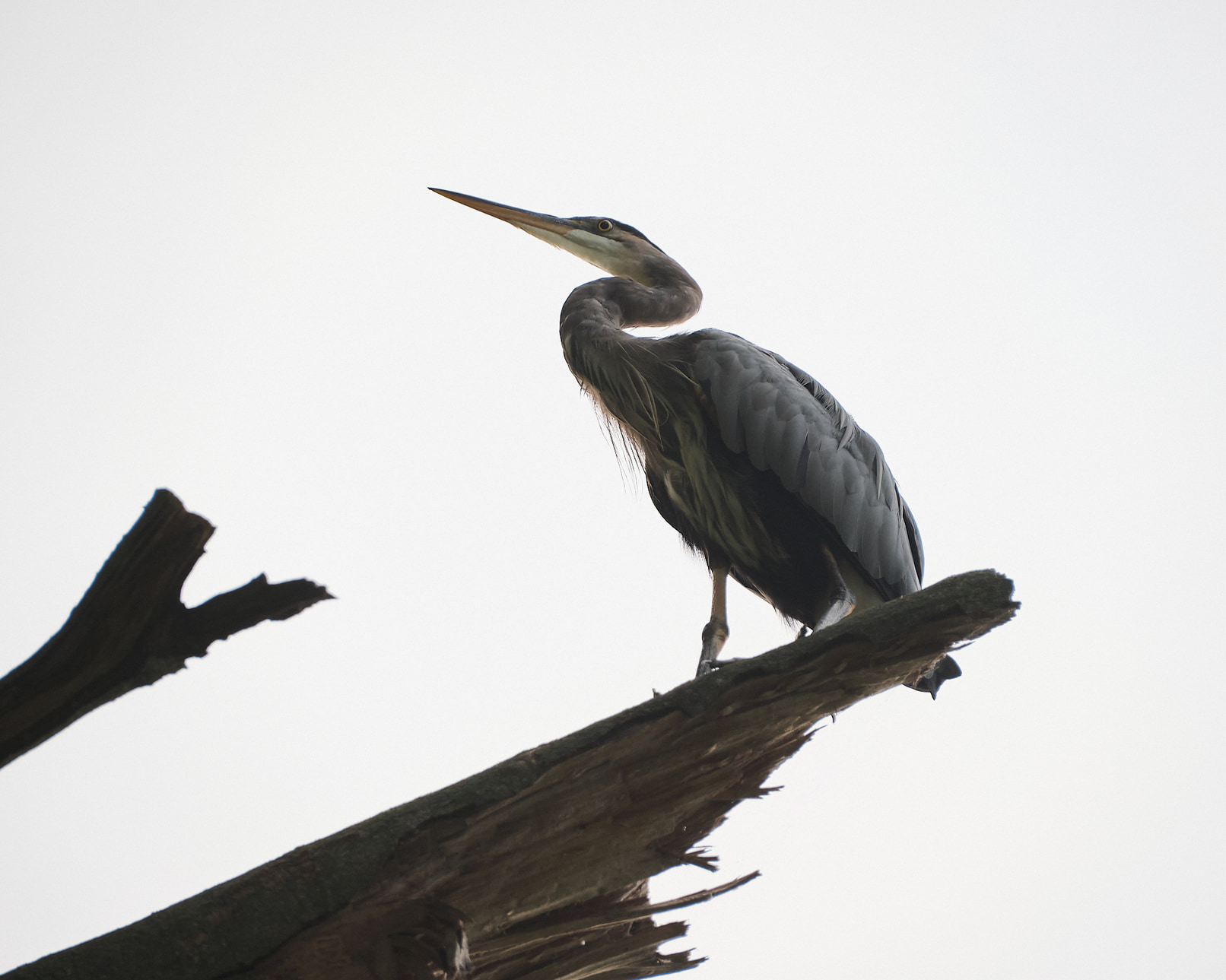 Great Blue Heron perched high in a tree.