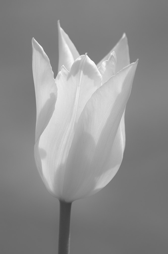 Pale Tulip