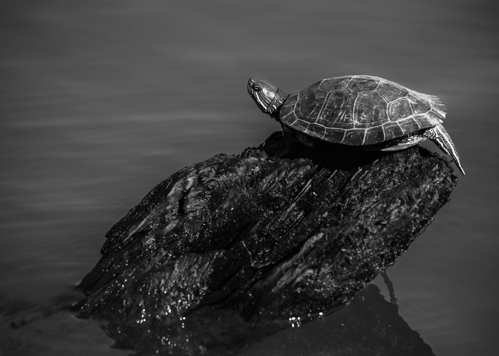 Turtle on a Log