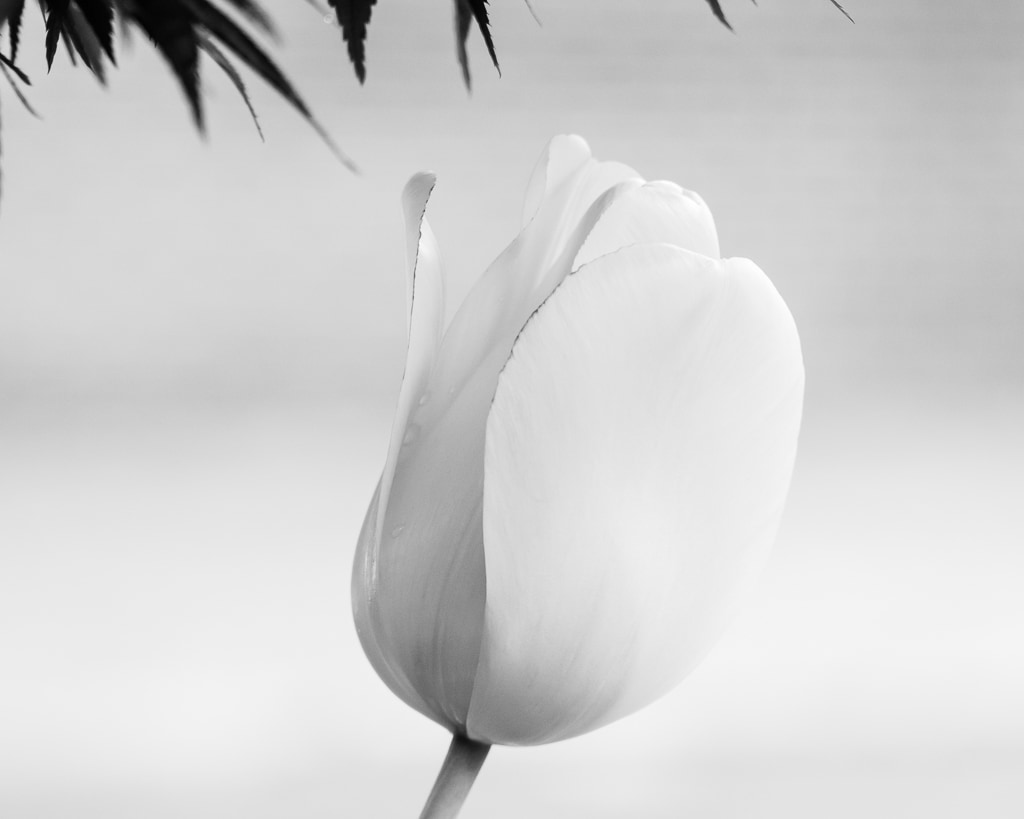Tulip 2020