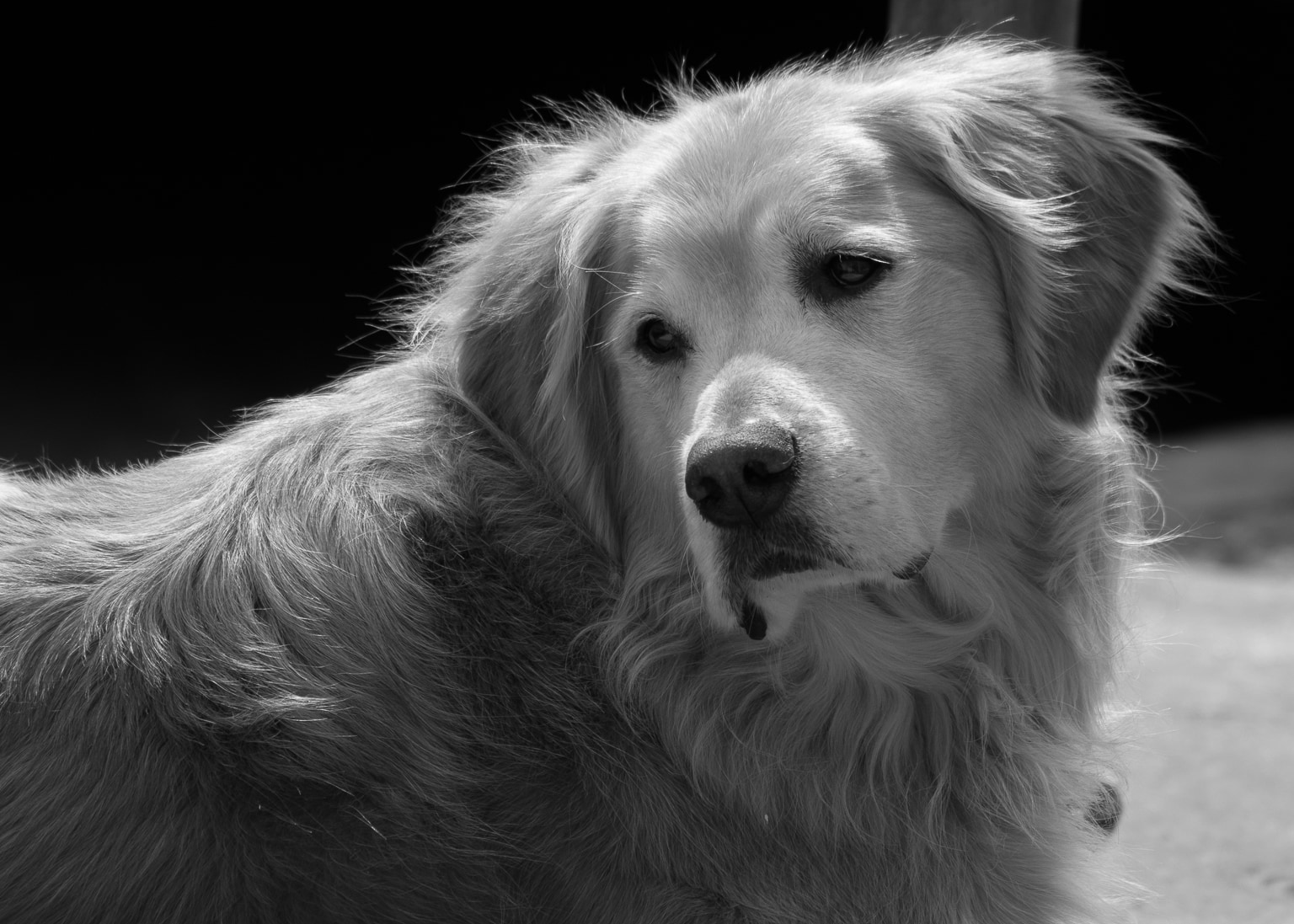 A Very Patient Dog
