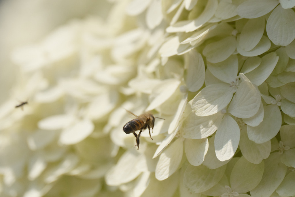 Bees and flowers.