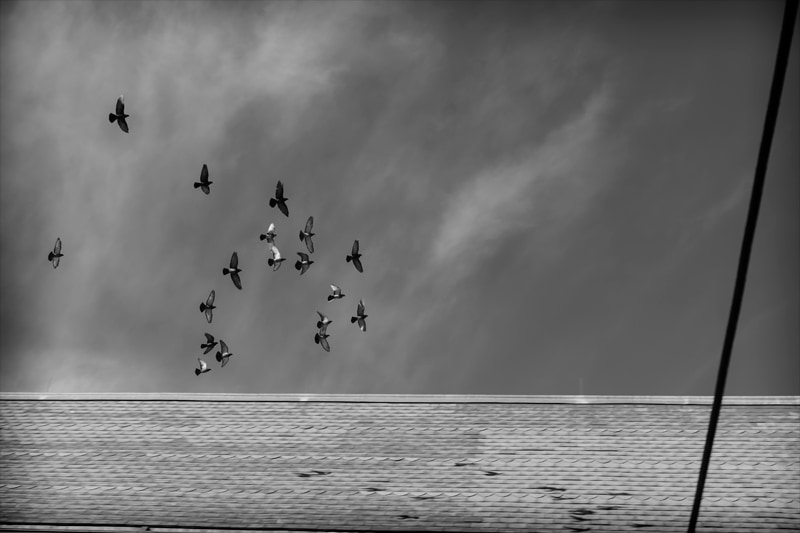 Pigeons Over 22nd