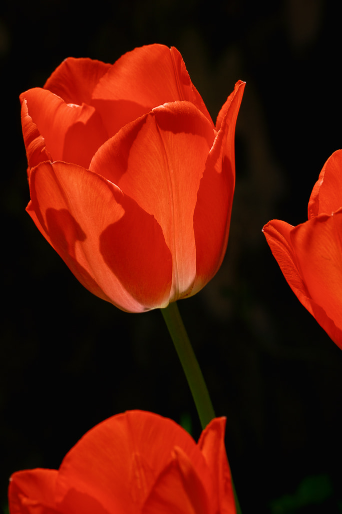 Red Tulip, Spring 2023