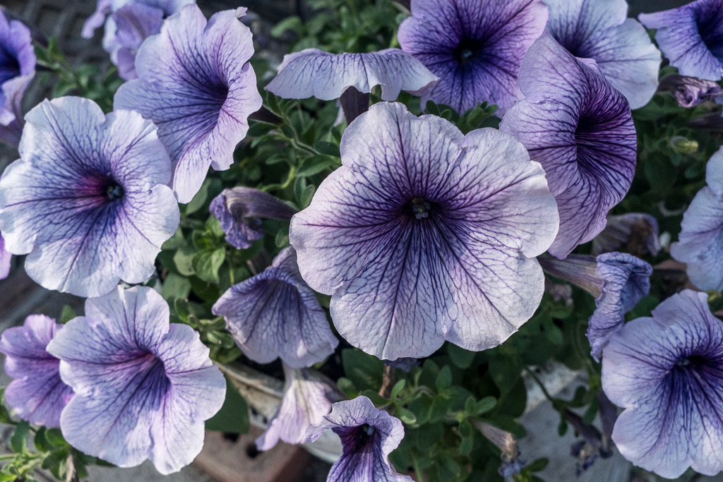 Purple Flowers