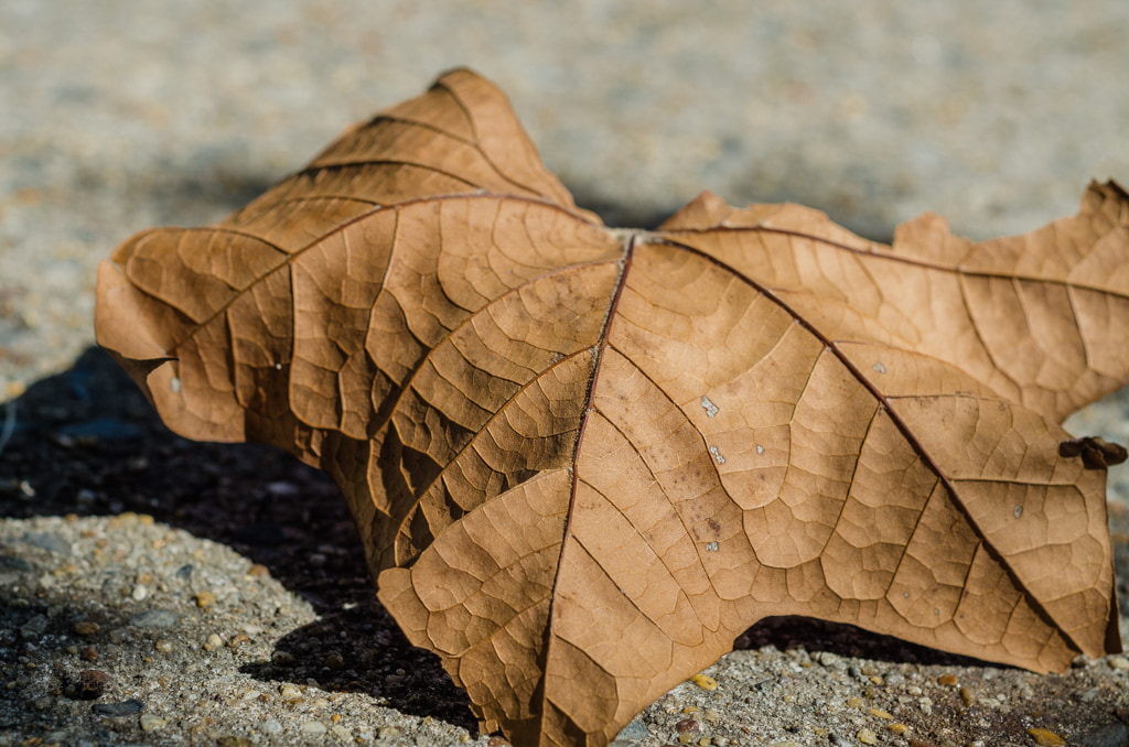 A Leaf in Fall