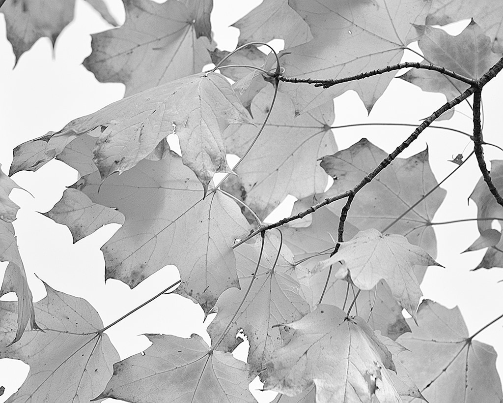 Fall Leaves