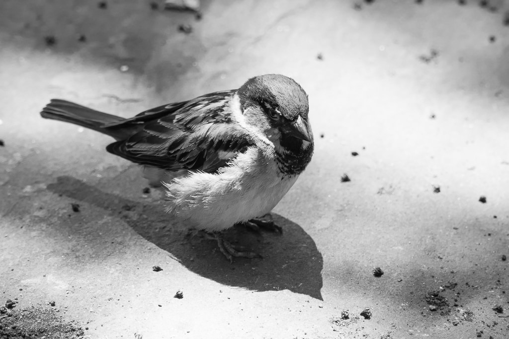 Sparrow 2920