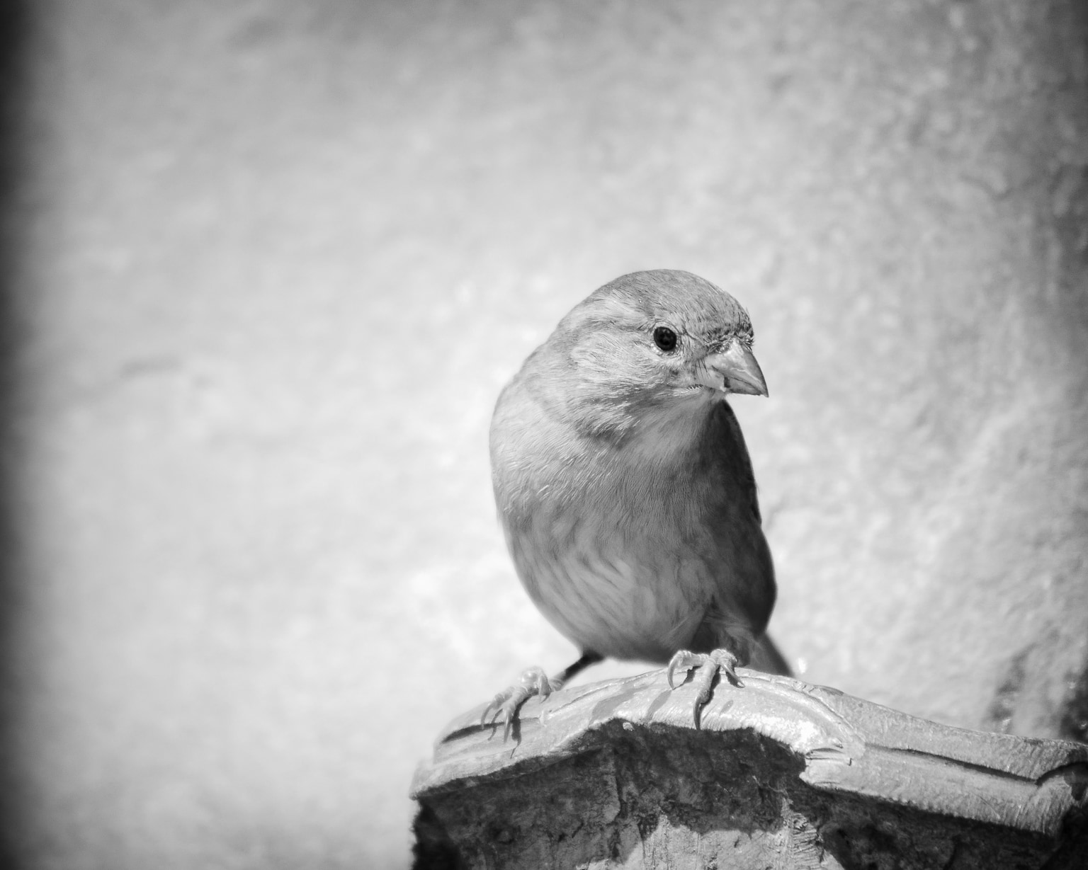 Sparrow, Bird Bath Series #2