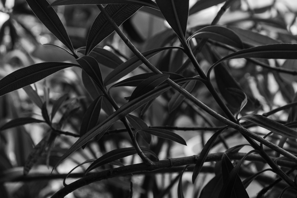 Coffee Shop House Plants