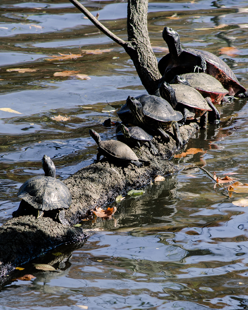 Turtle Party