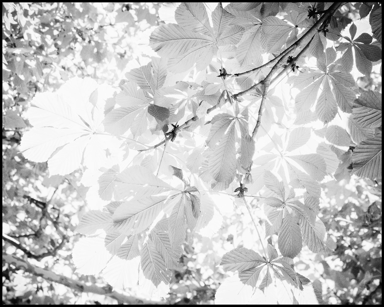 Leaves in the Sky