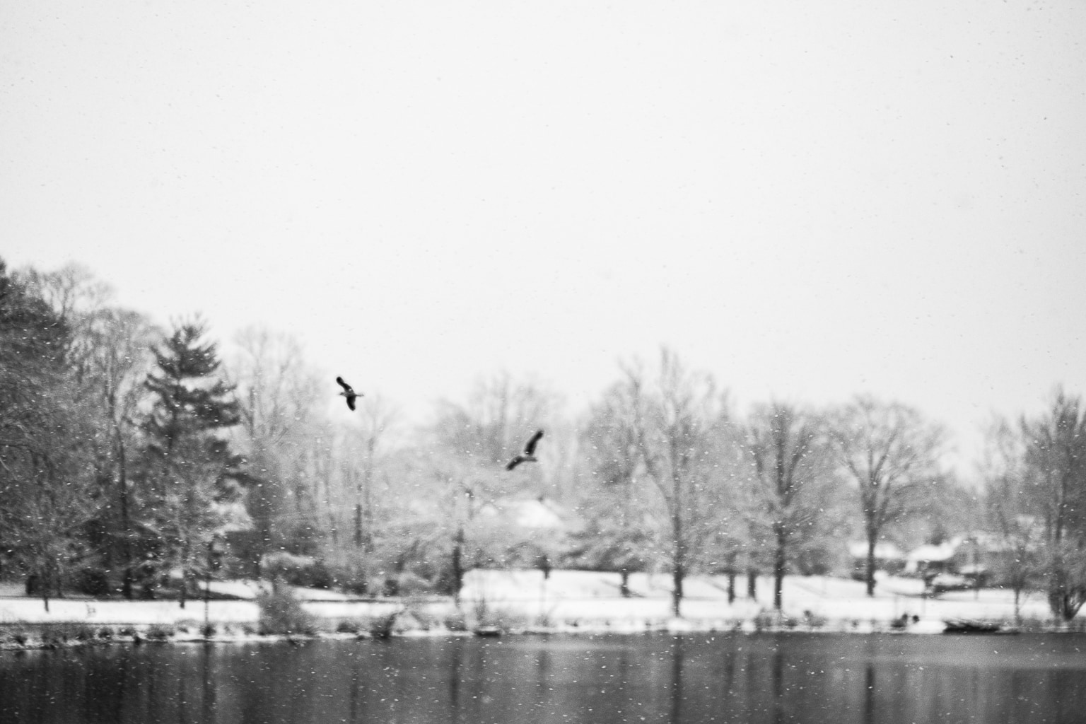 Seagulls in Snow