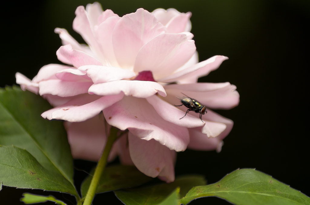 Pink Rose with Green Fly