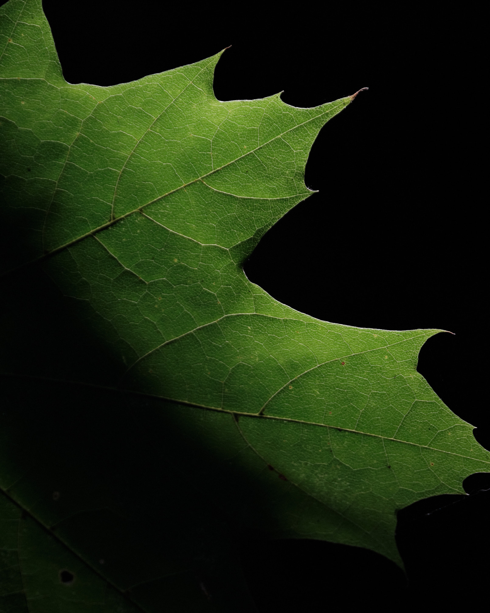 Backlit maple leaf on black background.