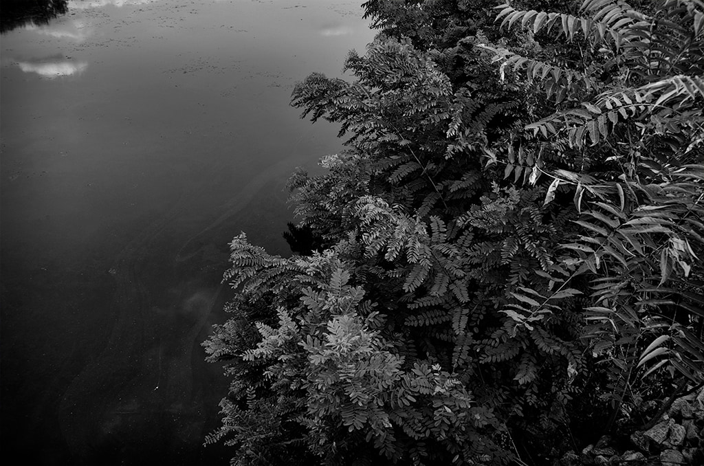 Foliage by the Lake