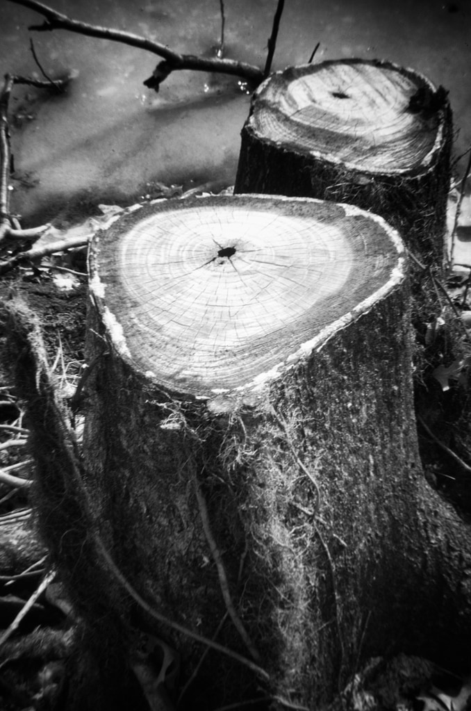 Two Stumps, Very Cold