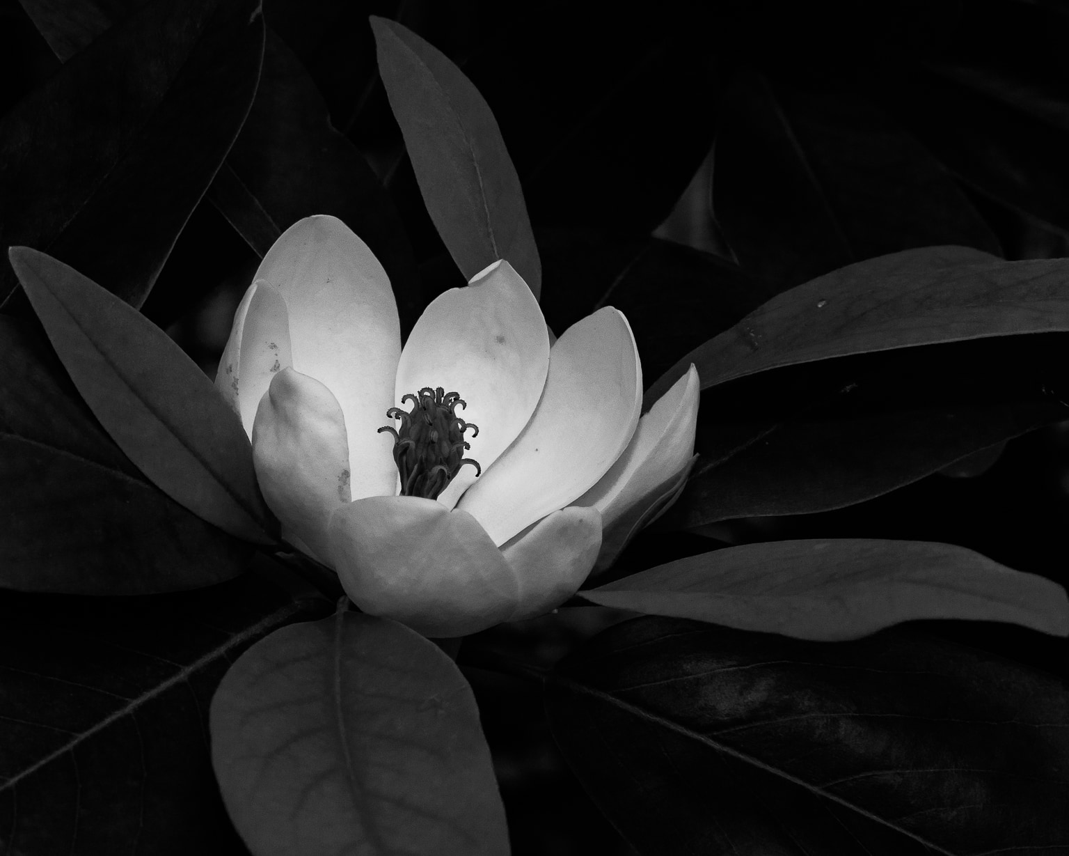 Magnolia Flower