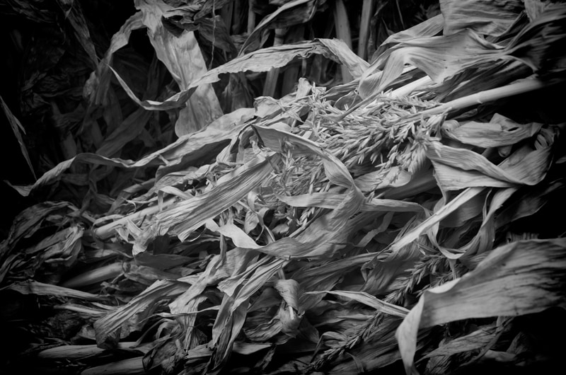 Piled Hay