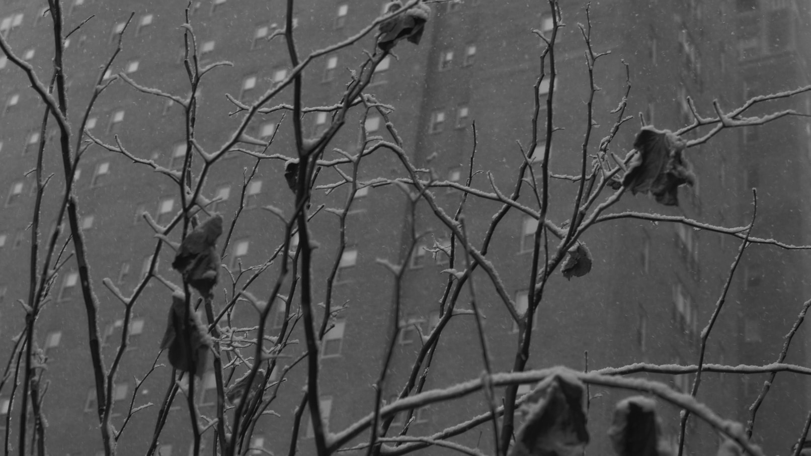 Last Snowfall